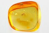 Detailed Fossil Parasitoid Wasp (Idris) in Baltic Amber #372518-1